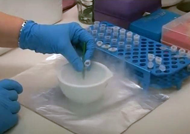 Laboratório de Bioquímica e Biologia Molecular (LBBM)