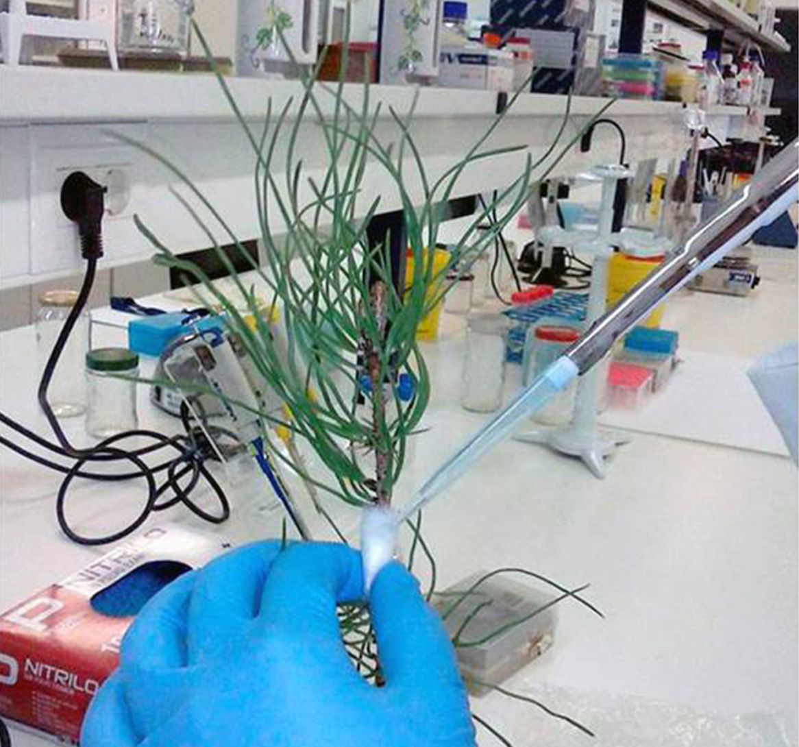 Laboratório de Bioquímica e Biologia Molecular (LBBM)