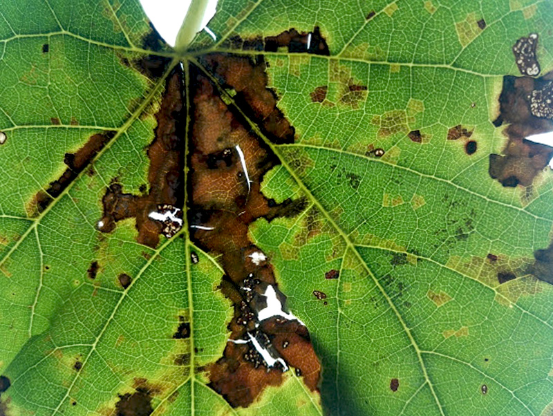 Sintomas da doença do cancro bacteriano causado por Xylophilus ampelinus, em folhas de videira