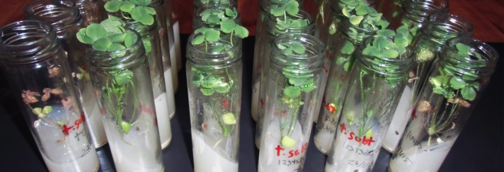 Ensaio com plantas de trevo subterrâneo, em fitoclimas, para avaliação da fixação de azoto Bactérias isoladas dos nódulos radiculares de leguminosas e crescidas em placas contendo meio de cultura específico