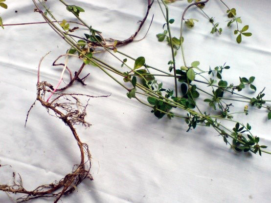 Leguminosas (Lotus uliginosus) com nódulos radiculares