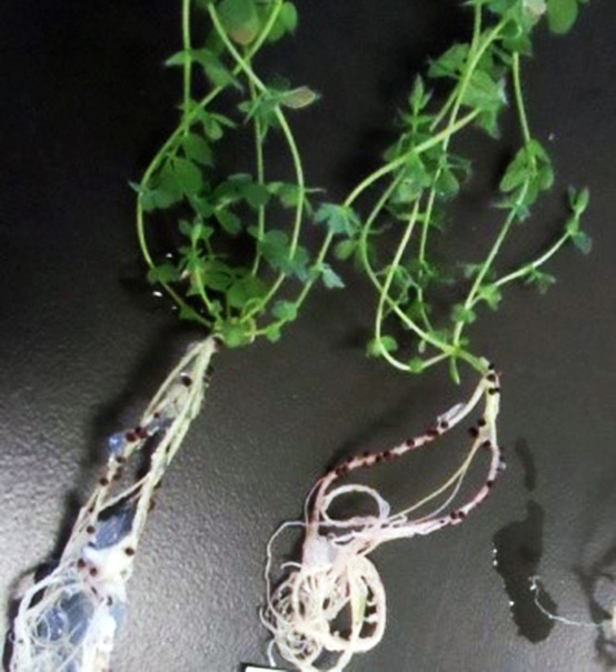 Leguminosas (Lotus uliginosus) com nódulos radiculares