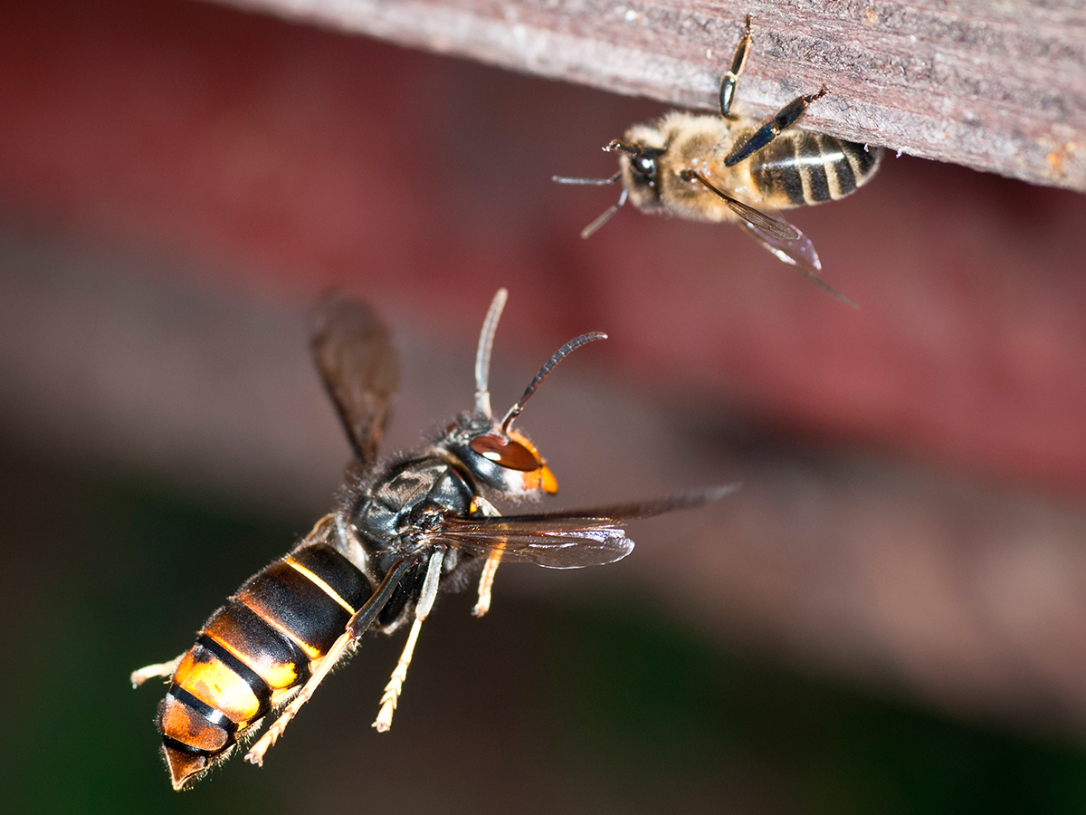 vespa velutina