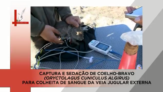 CAPTURA E SEDACAO DE COELHO BRAVO