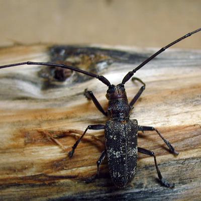 Monochamus galloprovincialis