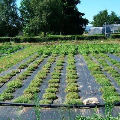 Coleção de Campo: plantas aromáticas