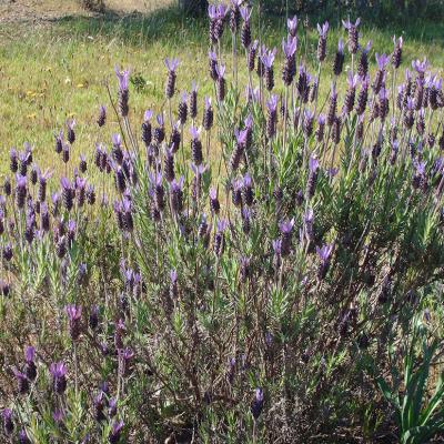 Coleção de campo: espécies silvestres, Lavândula variedade VKJUYVIUYTG