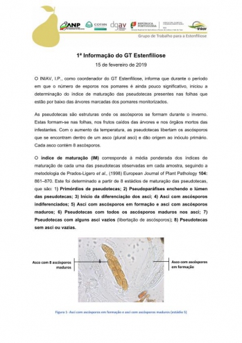 1ª Informação do GT Estenfiliose 2019 Imagem 1