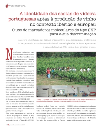 A identidade das castas de videira portuguesas Imagem 1