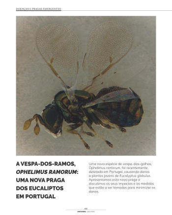 A VESPA-DOS-RAMOS, OPHELIMUS RAMORUM: UMA NOVA PRAGA DOS ... Imagem 1