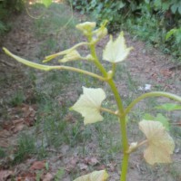 AGRONÓMICA T Imagem 1