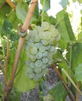 ALVARINHO B Imagem 1