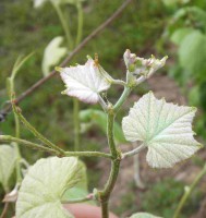 ALVARINHO B Imagem 1