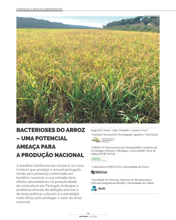 BACTERIOSES DO ARROZ – UMA POTENCIAL AMEAÇA PARA A PRODUÇÃO ... Imagem 1