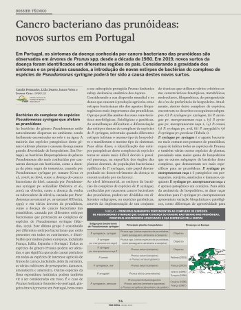 Cancro bacteriano das prunóideas: novos surtos em Portugal Imagem 1