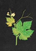 CARIGNAN T Imagem 1