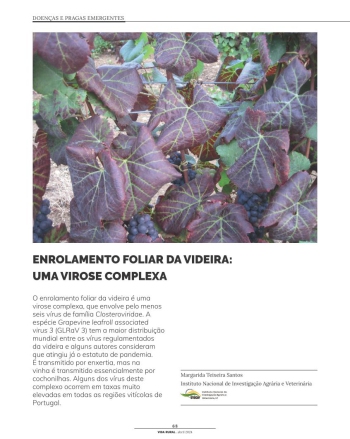 ENROLAMENTO FOLIAR DA VIDEIRA: UMA VIROSE COMPLEXA Imagem 1