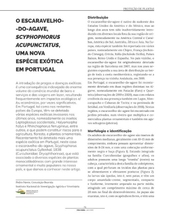 O ESCARAVELHO­­-DO-­AGAVE, SCYPHOPHORUS ACUPUNCTATUS, UMA ... Imagem 1