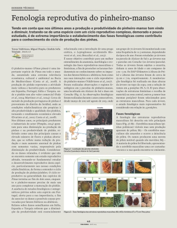 Fenologia reprodutiva do pinheiro-manso Imagem 1