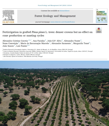 Fertirrigation in grafted Pinus pinea L. trees: denser ... Imagem 1