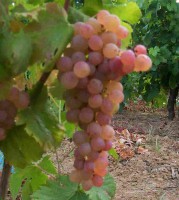 MALVASIA CABRAL R Imagem 1