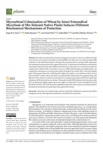 Mycorrhizal Colonization of Wheat by Intact Extraradical ... Imagem 1