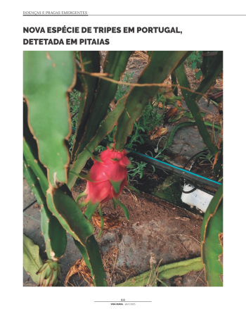 NOVA ESPÉCIE DE TRIPES EM PORTUGAL, DETETADA EM PITAIAS Imagem 1