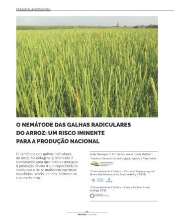 O NEMÁTODE DAS GALHAS RADICULARES DO ARROZ: UM RISCO ... Imagem 1