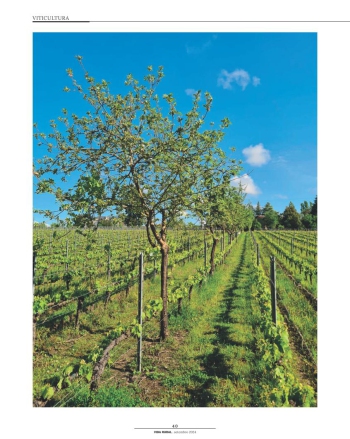 TRANSIÇÃO AGROECOLÓGICA NO SETOR VITIVINÍCOLA: EXPECTATIVAS ... Imagem 1