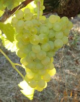 TRINCADEIRA BRANCA B Imagem 1