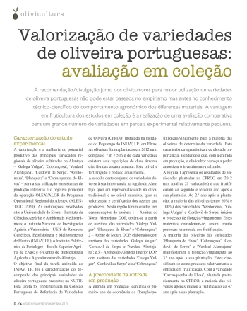 Valorização de variedades de oliveira portuguesas: ... Imagem 1