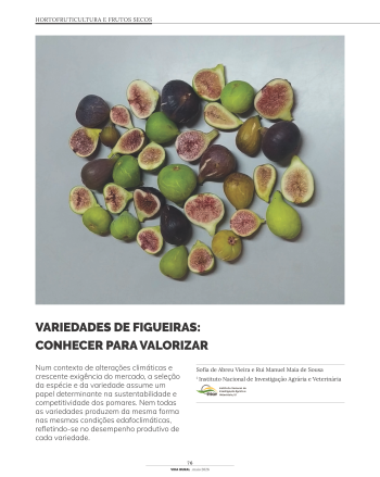 VARIEDADES DE FIGUEIRAS: CONHECER PARA VALORIZAR Imagem 1