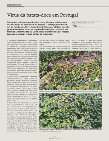 Vírus da batata-doce em Portugal Imagem 1