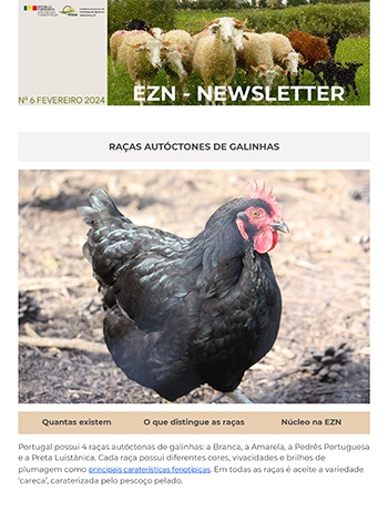 EZN – NEWSLETTER Nº 6 Imagem 1