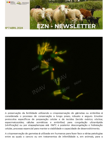 EZN – NEWSLETTER Nº 7 Imagem 1