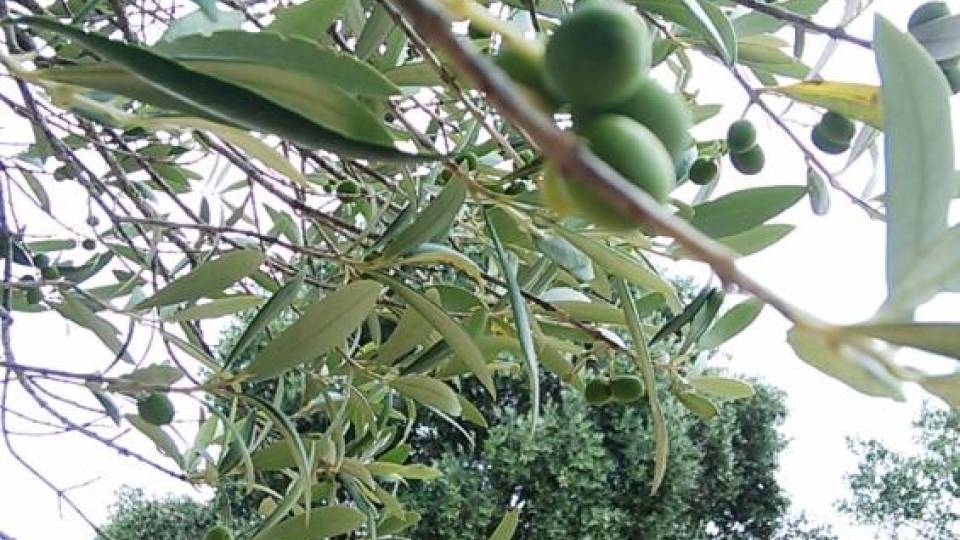 Dia Mundial da Oliveira celebrado em Oeiras com visita à Coleção de Oliveiras do INIAV, I.P., em ação da Semana da C&T Ciência Viva’2025