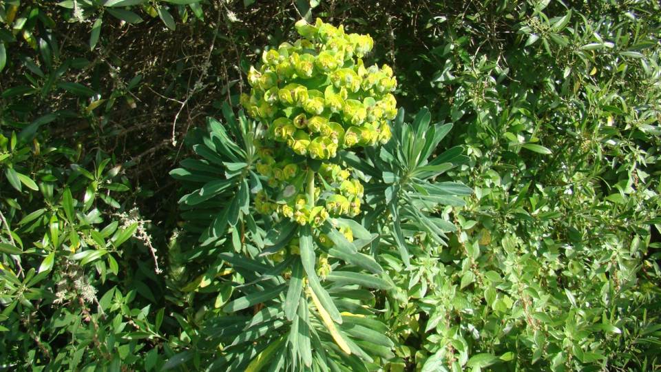 Planta nova para a Ciência descoberta no Sudoeste de Portugal: a 
