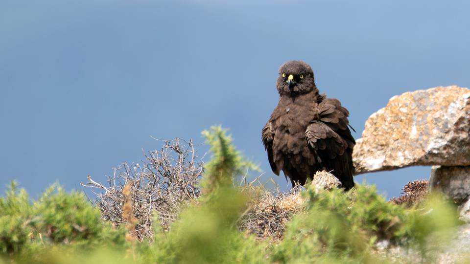 eBird: projeto LIFE SOS Pygargus apela ao registo e partilha de dados para salvar o tartaranhão-caçador da extinção